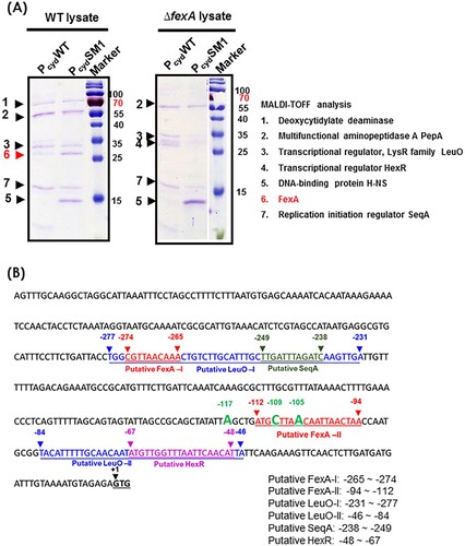 Figure 6. Analysis of the cydAB promoter-binding protein complex. (A) Determination of the cydAB promoter binding proteins. A biotin-labeled DNA fragment of the cydAB promoter region was affixed to streptavidin-conjugated Dynabeads, and then incubated with V. vulnificus cytoplasmic extract. Non-adhering and low-specificity DNA-binding proteins were removed by repeated washing and DNA-binding proteins were eluted. Single protein bands were cut from the SDS-PAGE gel for MALDI-TOF Mass Spectrometry assay. (B) The promoter region of the cydAB operon. Bioinformatic analysis suggests two putative FNR binding (blue colour), two putative FexA binding (red colour), two LeuO binding (highlighted), one HexR (green colour) and one SeqA (violet colour) sites.