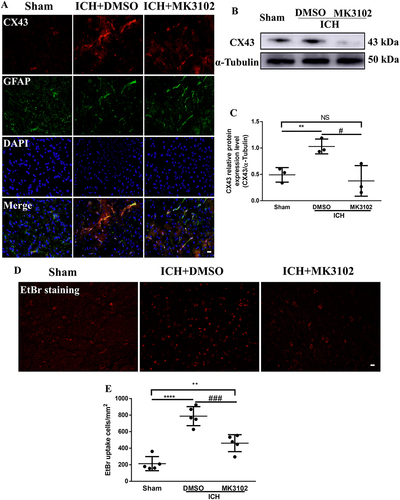 Figure 6 MK3102 inhibited the expression of CX43 on astrocytes. (A) Representative microphotographs of immunofluorescence co-location staining for BBB connexin junction protein CX43 with GFAP in the perihematomal area 3 days after ICH. Scale bar, 20 μm. (B) Representative Western blot band of CX43. (C) Quantitative analyses of relative protein expression level of CX43 at 3 days after ICH. n = 3 per group. (D) Representative microphotographs of EtBr staining in the perihematomal area. Scale bar, 20 μm. (E) Quantitative analysis of EtBr positive cells in the perihematomal area at 3 days after ICH. n = 5 per group. All data are displayed as mean ± SD. The difference between groups was analyzed using One-way ANOVA test. **p<0.01, ****p<0.0001, compared with sham group. #p<0.05, ###p<0.001, compared with the ICH + DMSO group.