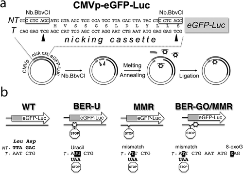 Figure 5. Plasmid constructs used to analyze DNA repair in a cell-based system. (a) Reporter system design and method for site-specific incorporation of DNA damage. The eGFP-Luc fusion reporter gene contains a nicking cassette (nick cst) at the beginning of the ORF that is used to incorporate DNA modifications in the transcribed strand (T). (b) Sequences of altered regions in plasmids generated to analyze mismatch repair mechanism (MMR), base excision repair (BER) of 8-oxoG, and BER of uracil. BER-U, MMR, and BER-GO/MMR refer to the eGFP-Luc plasmids containing: uracil residues creating a stop codon, a mismatch creating a stop codon, and 8-oxoG (GO) plus a mismatch creating a stop codon, respectively. WT refers to the eGFP-Luc plasmid created with an unaltered synthetic oligonucleotide.