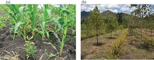 Figure 3. (a) A sandalwood seedling planted in a garden in Girabu and (b) saplings two years after establishment in Girabu, comprising sandalwood intercropped with rows of pineapple and the host Cassia fistula