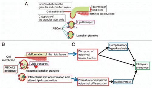 Figure 4 Physiological role(s) of ABCA12 in lipid trafficking of epidermal keratinocytes and the model of pathogenetic mechanisms in ichthyosis phenotypes caused by ABCA12 deficiency. (A) Model of how ABCA12 transports lipids in epidermal keratinocytes. (B) Model of how loss of ABCA12 function leads to lipid abnormality and lipid barrier malformation in the upper epidermis. (C) It is hypothesized that the combination of lipid barrier defects and disturbed keratinocyte differentiation cause hyperkeratosis and the ichthyosis phenotype (derived from ref. Citation20).