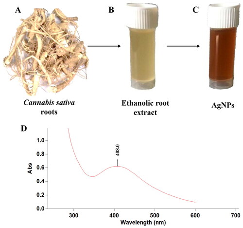 Figure 1. A-Cannabis sativa roots, B-Cannabis sativa ethanolic roots extract, C-AgNPs synthesized using roots extract, D-UV-vis spectrum of the biosynthesized AgNPs.
