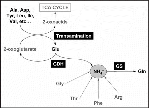 Figure 1 Proposed model of amino acid catabolism during sugar starvation. Deamination of glutamate is catalyzed by GDH. The enzymes such as glycine decarboxylase, threonine deaminase, phenylalanine lyase and arginase also catalyze the deamination of the corresponding amino acids. Among these deaminating reactions, GDH appears to be the major route for amino acid breakdown as the amino group of other amino acids can be transferred to Glu through transaminations. The released ammonia can be re-assimilated into Gln by glutamine synthetase (GS). During senescence, Gln can be translocated to sink tissues.