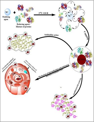 Figure 1 Schematic representation of the mechanism of B. hispica fruit proteins mediated synthesis of biogenic AgNPs and their roles in anticancer, antibacterial, and antibiofilm agents.