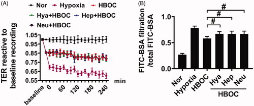 Figure 4. The role of glycocalyx in the protective effects of HBOC against vascular permeability. (A) Effects of endothelial glycocalyx inhibitors on TER of VECs after hypoxia and HBOC treatment (n = 8 observations per group). (B) Effects of endothelial glycocalyx inhibitors on the transmittance of FITC-BSA in monolayer VECs after hypoxia and HBOC treatment (n = 8 observations per group). Data are presented as mean ± SD, *p < 0.05 and **p < 0.01 as compared with HBOC group. HBOC: haemoglobin-based oxygen carrier; Hya: hyaluronidase; Hep: heparanase III; Neu: neuraminidase; Nor: normal group; TER: transendothelial electrical resistance; VEC: vascular endothelial cells.