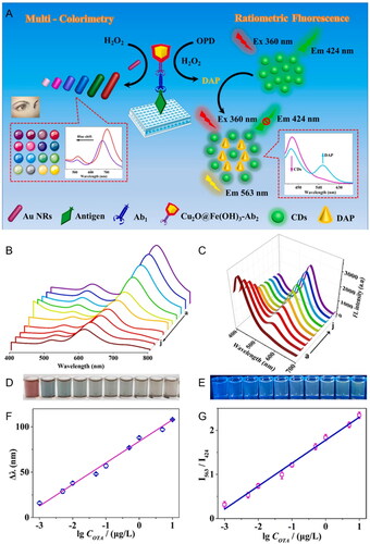 Figure 22. Schematic representation of the working mode of the dual-modal immunosensor for OTA detection: multi-colorimetric and ratiometric fluorescence in (a). UV-vis absorption spectra (b) and fluorescence spectra (c) at different concentrations of OTA and their photographs in (d) and (e), respectively. The linear relationship between LSPR peak shift in (f) and fluorescence intensity ratio in (g) with OTA concentration. Reprinted with permission from Zhu et al. (Citation2021a). Copyright 2021 Elsevier.