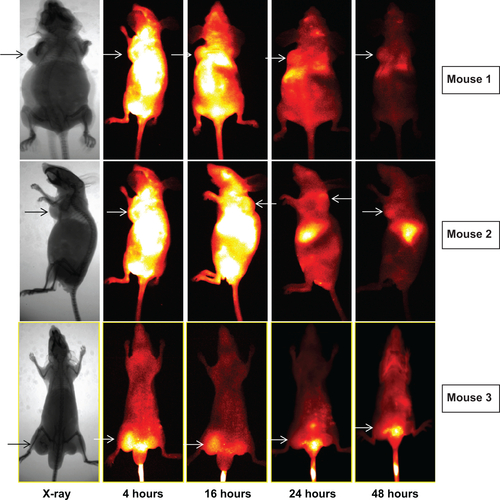 Figure S3 Biodistribution of blocking group, tumors are indicated by white arrowheads.