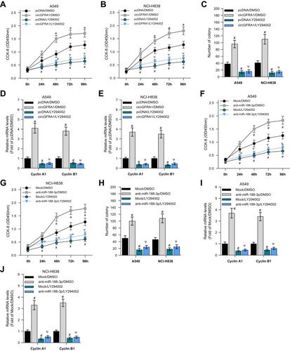 Figure 5 circGFRA1 and miR-188-3p synergistically regulated the proliferation of NSCLC cells through the PI3K/AKT signaling pathway. (A and B) A549 and NCI-H838 cell proliferation was detected by CCK-8 assay after circGFRA1 and LY264002 was given individually or jointly. #P < 0.01 compared with pcDNA/DMSO, ΨP < 0.01 compared with circGFRA1/DMSO. (C) Colony formation ability was evaluated in A549 and NCI-H838 cells after circGFRA1 and LY264002 was given individually or jointly. #P < 0.01 compared with pcDNA/DMSO, ΨP < 0.01 compared with circGFRA1/DMSO. (D and E) The expression of proliferation-related genes including Cyclin A1, Cyclin B1 was detected by RT-qPCR, #P < 0.01 compared with pcDNA/DMSO, ΨP < 0.01 compared with circGFRA1/DMSO. (F and G) A549 and NCI-H838 cell proliferation was detected by CCK-8 assay after anti-miR-188-3p and LY264002 was given individually or jointly. #P < 0.01 compared with pcDNA/DMSO, ΨP < 0.01 compared with circGFRA1/DMSO. (H) Colony formation ability was evaluated in A549 and NCI-H838 cells after anti-miR-188-3p and LY264002 was given individually or jointly. #P < 0.01 compared with pcDNA/DMSO, ΨP < 0.01 compared with circGFRA1/DMSO. (I and J) The expression of proliferation-related genes including Cyclin A1, Cyclin B1 was detected by RT-qPCR, #P < 0.01 compared with pcDNA/DMSO, ΨP < 0.01 compared with circGFRA1/DMSO.