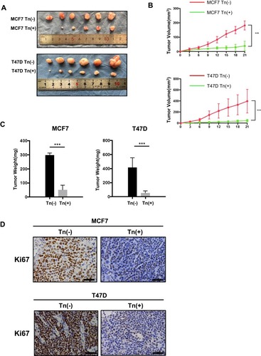 Figure 3 Cosmc disruption delays tumor growth in vivo. (A) Effects of Cosmc disruption on tumor growth and proliferation in a Balb/c nude mouse model. Tn-positive MCF7 and T47D cells as well as the corresponding Tn-negative cells were subcutaneously injected into mice. Six mice were used for each group. Images of the excised tumors were shown. (B) The volume of tumors was measured at different time points in 21 days (*** P < 0.001). (C) Tumor weight of Tn-positive MCF7 and T47D cell tumors in nude mice compared with control cell tumors (*** P < 0.001). (D) Cell proliferation of tumors was evaluated by immunohistochemical staining of Ki67, and representative images were shown. The results showed that the size and weight of Tn-positive xenotransplants were reduced compared with Tn-negative xenotransplants. Besides, the number of Ki67-positive cells were fewer in mice treated with Tn-positive cells than in mice treated with Tn-negative cells.