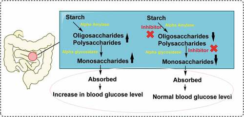 Figure 4. α-Glycosidase enzyme releases from small intestine and hydrolyzes the oligosaccharides and polysaccharide to glucose as main monosaccharide unit