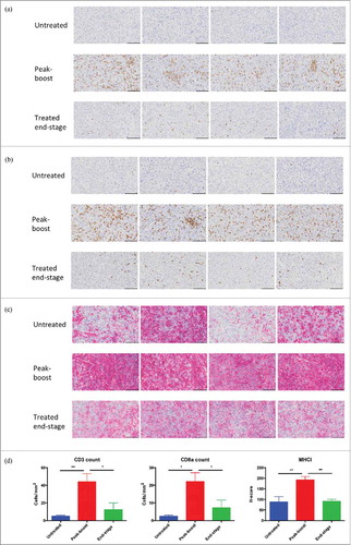 Figure 6. Oncolytic vaccination converts the tumor microenvironment. Immunohistochemical staining for CD3 (A), CD8a (B) and MHCI (C) of untreated tumors (n = 4), peak-boost (n = 4) (6 days after first dose of MG1-STEAP) and end-stage (STEAP vaccinated) tumors (n = 4). Tumors stained immunohistochemically for the CD3 and CD8a cell surface antigens using DAB substrate chromogen and for MHCI using AEC substrate chromogen, nuclei were counterstained with hematoxylin (scale bars = 100μm). Immunohistochemical quantification of CD3, CD8a and MHCI staining from untreated (n = 4), peak-boost (n = 4) and end-stage (n = 4) TRAMP-C2 tumors (D) (mean and SEM displayed, comparison performed using ANOVA, *p ≤ 0.05, **p ≤ 0.01,).
