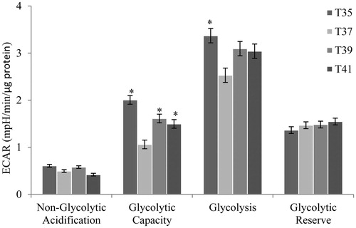 Figure 5. Metabolic flux in C2C12 cells in culture under thermal stress at 35, 37, 39 and 41 °C. The non-glycolytic, glycolytic capacity, glycolysis and glycolytic reserve were calculated according to the Glyco Stress Test kit. All data are from three independent plate and four temperature and 6 well of 3000 cell/well per plate and temperature (N = 72). Values (lsmeans ± sem) are given in mpH/min/µg protein. *p < 0.01 VS T37 as control.