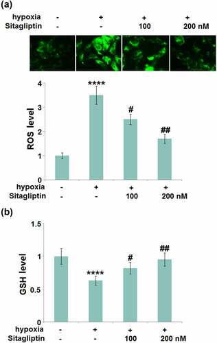 Figure 2. Sitagliptin mitigated hypoxia-induced oxidative stress in human endometrial stromal cells (HESCs). Cells were stimulated with Sitagliptin (100, 200) for 2 hours, followed by exposure to hypoxia for 6 hours. (a). The levels of ROS; (b). The levels of reduced GSH (****, P < 0.0001 vs. vehicle group; #, ##, P < 0.05, 0.01 vs. Sitagliptin group, n = 5).