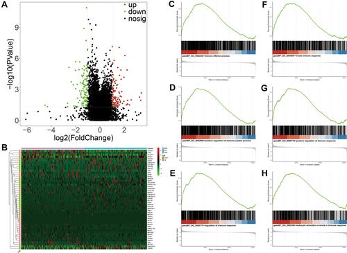 Figure 6 Functional analyses of DEGs between high- and low-risk groups by GSEA. (A) The DEGs between high- and low-risk groups from TCGA database. The red and green dots represent significantly upregulated and downregulated DEGs, respectively. The black dots represent genes that are not differentially expressed high- and low-risk groups samples. (B) Heatmap of the expression levels of the top 25 up- and down-regulated DEGs in high- and low-risk groups. Red upregulation; Green downregulation. The value of expression intensity is based on the gene expression level analysis by R software. (C) Enrichment plot: immune effector process. (D) Enrichment plot: positive regulation of immune system process. (E) Enrichment plot: regulation of immune response. (F) Enrichment plot: immune system development. (G) Enrichment plot: innate immune response. (H) Enrichment plot: leukocyte activation involved in immune response.