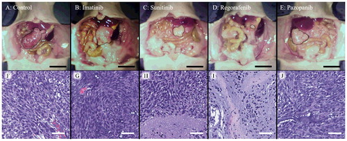 Figure 5. A-E. Representative macroscopic images of the GIST PDOX model. Representative images of the GIST PDOX on day 22. The area surrounded by the black broken line is tumor. Scale bar is 10 mm. F-J. Hematoxylin and eosin (H&E) staining of a representative tumor from each group. Sunitinib and regorafenib showed necrosis (H and I). Scale bar is 50 µm.