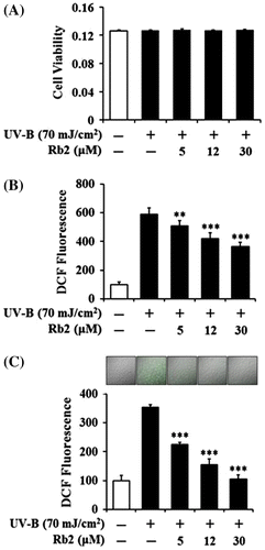 Fig. 2. Effects of Rb2 on cellular viability (A) and ROS generation (B, C) in the human HaCaT keratinocytes under irradiation with 70 mJ/cm2 UV-B.Notes: In (A), the viable cell number, represented as the relative percentages, was determined using MTT assay. The intracellular ROS levels were determined using DCFH-DA in a microplate fluorometer (B) and using rhodamine 123 followed by confocal laser scanning microscopic analysis (C). In the lower panel of (C), the ROS-associated fluorescent signals, expressed as percentage control, were quantified using Adobe Photoshop software (Adobe Systems, Mountain View, CA). The ROS level was represented as DCF fluorescence, an arbitrary unit. **p < 0.01; ***p < 0.001 vs. the non-treated control (UV-B irradiation only).