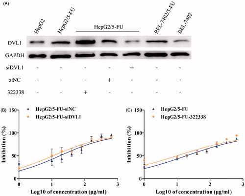 Figure 4. Silencing DVL1 enhanced the sensitivity of HepG2/5-FU liver cancer cells to 5-FU. (A) The DVL1 protein levels, after treatments with or without siDVL1 or 322338 (DVL small molecule inhibitor), were determined using western blot in HepG2, HepG2/5-FU, BEL-7402 and BEL-7402/5-FU cells. GAPDH was used as the internal control. (B) The drug sensitivity of the HepG2/5-FU cells transfected with siDVL1 or siNC. The IC50 of 5-FU in transfected HepG2/5-FU cells. (C) The IC50 of 5-FU in 322338-treated HepG2/5-FU cells. The IC50 of 5-FU was calculated from the inhibition curves generated in (B and C) using the log (inhibitor) vs. response-variable slope method. Each experiment was performed in triplicate.