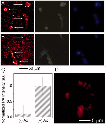 Figure 6. Multimodality imaging of cells and associated nanocages. 4T1 cells were incubated with (A) AuNC@PDA-Ax or (B) AuNC@PDA for 18 h and stained with DAPI. The same area was imaged via (left) PA, (centre) scattering, and (right) fluorescence microscopy arrows in the PA image are used to denote the location of cells; (C) background corrected quantification of photoacoustic signal associated with cells (n = 30), error bars show SEM; and (D) 3 D reconstruction of the PA signal of a typical 4T1 cell incubated with AuNC@PDA-Ax for 2 h demonstrating widespread surface binding of the construct by this time point taken using a 60 × objective.