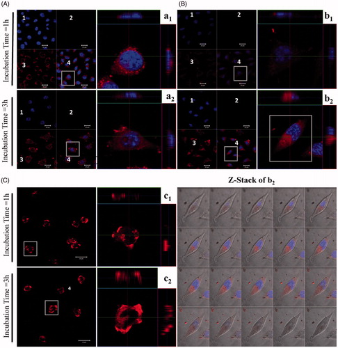 Figure 3. Confocal laser scanning acquisitions of L929 cells treated with various TEL-liposomes at PpIX =25 µM. Image acquisitions of TEL9mol % liposomes (a1(t=1h), a2(t=3h)) and TEL62mol % liposomes (b1(t=1h), b2(t=3h)) and free PpIX (c1(t=1h), c2(t=3h)) are presented. (1) DAPI localized nuclei images, (2) empty channel, (3) PpIX fluorescence images and (4) merged images (magnified, right panel). Z-Stack mode acquisition of b2 shows the cellular co-localization of PpIX in the cytoplasm after incubation with TEL62mol% liposomes (tPpIX=3h). The total stack size was 9.5 μm with scale of 0.5 μm each.