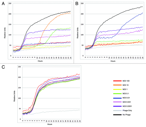 Figure 3. Kinetics of bacterial growth in the presence of phage Gamma. B. anthracis strain 7702 was grown at 37°C in tryptic soy media and 1% (v/v) of tetrazolium dye. The wells designed to receive bacteria were seeded with 106 cells. Microtiter plates for the phage assay were prepared as described in materials and methods. The tests were done with (A) vegetative cells, (B) spores and (C) gamma-resistant B. anthracis Sterne strain 8030, a derivative of the 7702 strain.