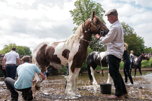 Figure 6. Washing horses in the River Eden. This file is licenced under the Creative Commons Attribution 2.0 Generic licence.