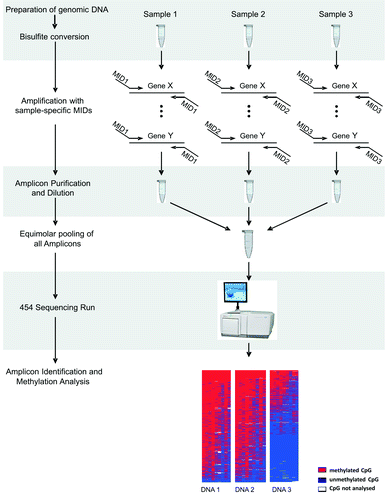 Figure 1. Schematic experimental workflow Bi-PROF. As an example we show the generation of a set of amplicons for 3 different sample DNAs. Amplicons are generated with DNA sample-specific tags (so called MIDs). The sample and amplicon complexity can be expanded–we have successfully tested up to 60 MIDs. After dilution and size-adjusted pooling, amplicons are subjected to emulsion-PCR and pyrosequencing. Obtained reads are filtered and sorted according to their MID and the reference sequence. Alignments and visualizations are subsequently performed using the freely available software BiQ Analyzer HT (http://biq-analyzer-ht.bioinf.mpi-inf.mpg.de/).