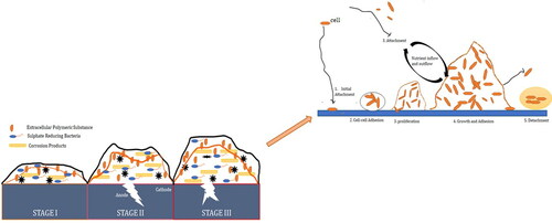 Figure 1. The original five-step model of biofilm development (Aiyer et al. Citation2018).