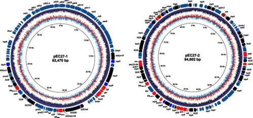 Figure 1 Structure of plasmid pEC27-1 and pEC27-2. pEC27-1 is an IncX3 plasmid that possesses highly syntenic plasmid backbone compare to IncHI1 plasmid pEC27-2. The outer circle shows ORFs on forward and reverse strands. Resistance genes, transposase genes and resolvase genes are depicted by red, black, blue arrows, respectively. The two inner circles show the GC content (purple circle) and GC skew (blue indicates positive values, red indicates negative values) information.