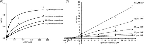 Figure 5. Inhibition of H. pylori AdSS by adenylosuccinate, at 25 °C, in 20 mM HEPES-NaOH buffer pH 7.7, with IMP as a variable substrate. (A) Initial velocity (v) vs. substrate concentration, for inhibitor concentrations indicated in the figure. (B) The same data shown on the Dixon plot, i.e. reciprocal of the initial velocity (1/v) vs. inhibitor concentration, for substrate concentrations indicated in the figure.