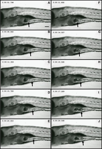 Figure 1 Nd2O3 nanoparticles can be ingested by zebrafish. Representative confocal images are shown. (A–E) and (F–J) show Nd2O3 trajectory images in the digestive tract of two zebrafish embryos. Black arrows indicate the Nd2O3 particles. Whole time-lapse imaging can be seen in Supplementary Movie S1.
