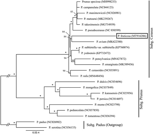 Figure 1. Phylogenetic tree reconstruction of 23 taxa of Prunus sensu lato using ML method. Relative branch lengths are indicated. Support values above the branches are ML bootstrap support; “*” indicates 100% support values.