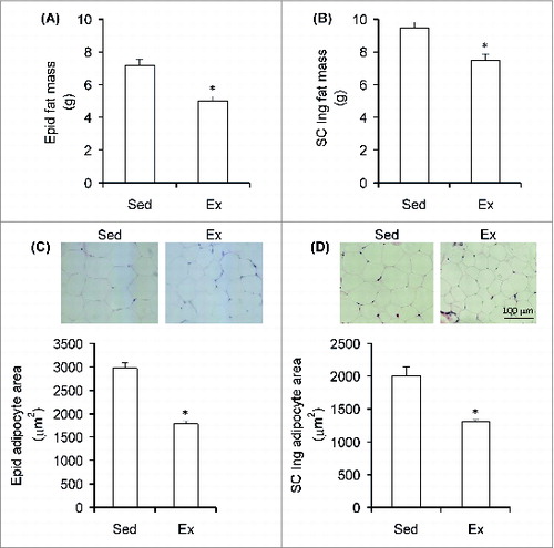 Figure 1. Chronic endurance training reduces visceral and subcutaneous adiposity. The mass of the Epid (epididymal) (A) and SC Ing (subcutaneous inguinal) (B) fat depots of sedentary (Sed) and endurance-trained (Ex) rats was measured at the end of the study (week 6). Samples of each tissue were also used for microscopy analysis and quantification of epididymal (C) and inguinal (D) adipocyte area. *P < 0.05 vs. Sed. t-test, n = 8.