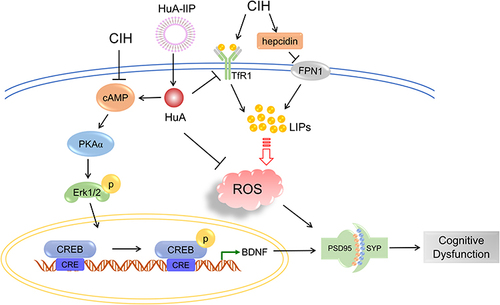 Figure 9 A schematic representation of the proposed neuroprotective mechanism of Huperzine-Liposome after CIH exposure. Once HuA-LIP is transported into cells, HuA is released. On the one hand, HuA activated PKAα/Erk/CREB/BDNF signaling pathway to improve synaptic disfunction. On the other hand, HuA inhibited the elevated TfR1, hepcidin and FTL expression to decrease excessive iron and oxidative damage.
