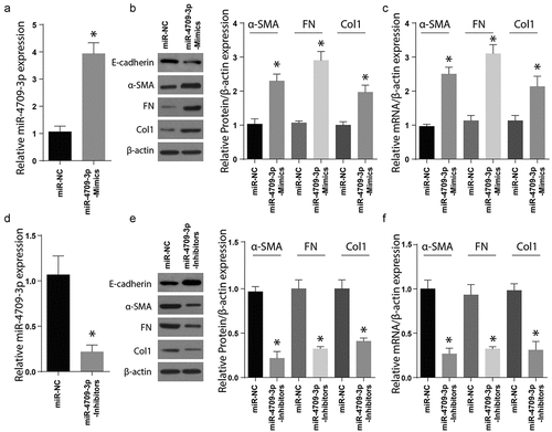 Figure 2. Modulating miR-4709-3p expression regulates renal fibrosis markers