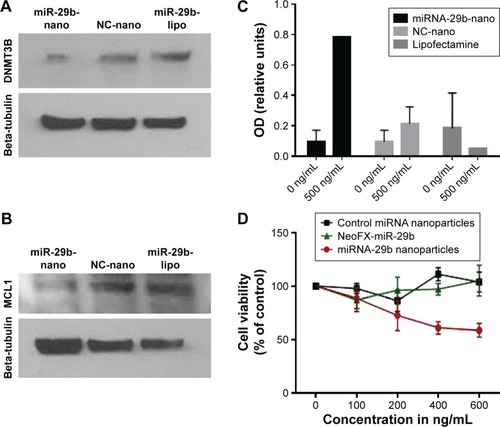 Figure 5 Effect of miRNA-29b on essential oncoproteins in A549 cells.Notes: (A) Downregulation of DNMT3B by miRNA-29b nanoparticles. (B) Downregulation of MCL1 by miRNA-29b nanoparticles. miR-29b-nano represents MUC1 aptamer-functionalized miRNA-29b-loaded hybrid nanoparticles: NC-nano represents MUC1 aptamer-functionalized negative control miRNA-loaded hybrid nanoparticles; miR-29b-lipo represents lipofectamine 200-transfected miRNA-29b. (C) Cell death detection ELISA showing the induction of apoptosis in A549 cells (n=3). (D) Antiproliferative effect of miRNA-29b nanoparticles in A549 cells (n=5).Abbreviations: DAPI, 4,6-diamidino-2-phenylindole; miRNA, microRNA; MUC1, mucin 1.