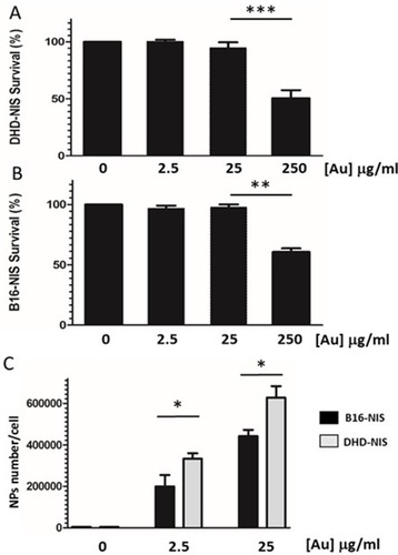 Figure 3 In vitro cytotoxicity and cellular uptake of PMAA-AuNPs nano-objects. Clonogenic assays were performed on DHD-NIS (A) or B16-NIS (B) cells treated for 2 hrs with PMAA-AuNPs nanoparticles at the indicated concentrations, before being washed and cultured for 9 to 14 days, respectively. The data presented are the mean±SEM of triplicates and are representative of three independent experiments. *p<0.05, **p<0.01, ***p<0.001. (C) Analysis of Au content per cell was conducted using a quadrupole ICP mass spectrometer, operated in standard mode. (*) indicates a significant difference observed in the Au uptake between the two cell types following exposure to the indicated concentrations of PMAA-AuNPs as determined by Student’s t test.