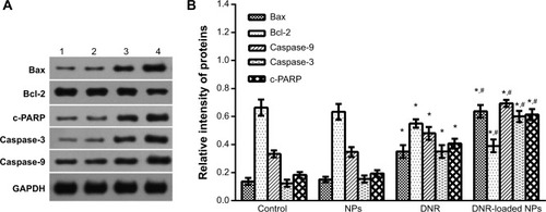 Figure 9 Expression of Bax, Bcl-2, Caspase-9, Capase-3, and c-PARP after treatment.Notes: Lane 1, control; Lane 2, NPs; Lane 3, DNR; Lane 4, DNR-loaded NPs. *P<0.05 when compared with control group, #P<0.05 when compared with DNR group.Abbreviations: DNR, daunorubicin; NPs, nanoparticles.