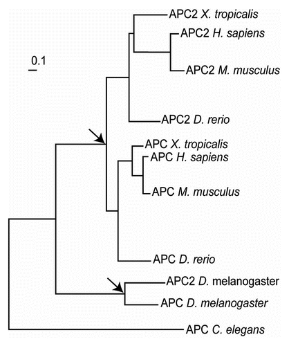 Figure 7 Phylogenetic tree of APC genes extracted from TreeFam.Citation70 The nodes corresponding to the events of independent APC gene duplications are indicated with arrows.