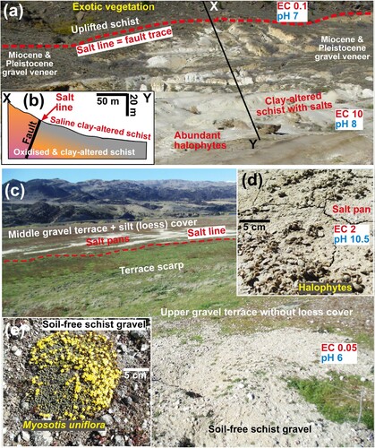 Figure 10. Generalised geoecological salt lines at Central Otago saline sites with their geological controls. A, Chapman Road site (Figure 1A), with a salt line formed by a late Cenozoic fault that has uplifted permeable schist (background) against clay-altered schist (white) that has become saline and hosts halophytes (as at Patearoa). Schist clay surface exposure is a result of historic gold mining (Craw et al. Citation2022a, Citation2022b, Citation2023b). B, Sketch cross section along X-Y in a. Colour gradient purple-orange-grey represents increasing schist oxidation and clay alteration. C, Overview of the Mahaka Katia Reserve (Figure 1A) on Pleistocene glacial outwash terraces made of schist-derived gravel (Craw et al. Citation2023a), with a salt line at the foot of the upper terrace scarp. D, Close view of an active salt pan on loess on the middle terrace at Mahaka Katia. E, Close view of bare gravel with proto-soil above salt line on upper terrace at Mahaka Katia.