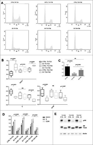 Figure 6. Time-dependent anti-proliferative effect of EV in serum shocked MCF-7 cells. (A): After serum shock, cell cycles of EV treated MCF-7 cells and their controls under three different time schedules (T0-T24, T12-T36 or T24-T48) were analyzed by cytometry. (B): Graphical resumed from cell cycle cytometry analysis illustrated the different cell cycle phase distributions of T0-T24, T12-T36 or T24-T48 EV treated serum shocked MCF-7 cells compared to their control (5 independent experiments). The whiskers go down to the smallest value and up to the largest, the line in the box is plotted at the median. (C): Histograms depicting the relative changes in cell cycle phase distributions according to EV timing schedule. In matching up to the control, the proportion of G0/G1 phase cells were increased much more evident when EV exposure from T0 to T24 or from T24 to T48 in comparison with EV exposure from T12 to T36. (D): Graphic resumed from the cytometry analysis revealed S6 phosphorylation level was inhibited by EV with different dosing times in serum shocked MCF-7 cell. (E): Western-blot results showed S6 phosphorylation level was inhibited by EV with different dosing times in serum shocked MCF-7 cell.