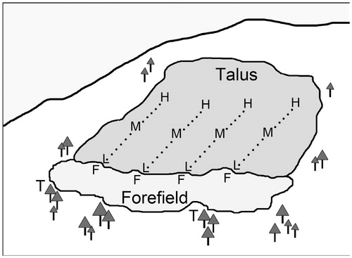 FIGURE 2. Design for deployment of iButtons at talus sites. The four south-facing sites had 30 iButtons positioned along four transects. At each of three positions along the transects (low, mid, high), pairs of surface and matrix thermochrons were deployed. A single iButton was situated on the forefield ground surface in front of each transect, and iButtons were hung in two trees at 3 m height. For the four north-facing sites, 15 iButtons were installed along two transects and in one tree.