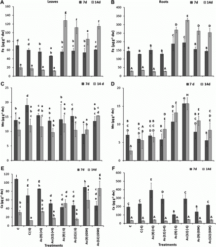 Figure 2.  Levels of Fe (µg g−1 dw) in the leaves (A) and roots (B), Mn in the leaves (C) and roots (D), Ca in the leaves (E) and roots (F) of Zea mays treated with arsenate and different levels of sulfur. All values are mean of four replicates±SD. Bars marked with same letters are not significantly different (Duncan's test, p<0.05).