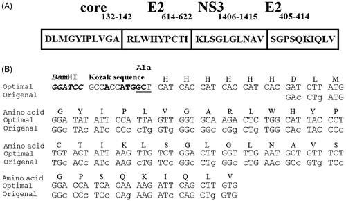 Figure 1. The schematic presentation of the HCVpc (CE6NE4) with encoding amino acids (Memarnejadian & Roohvand, Citation2010) which was employed in this study (A) and the nucleotide sequence comparison between original and tobacco plant optimized nucleotides in the corresponding HCVpc (B). The changes to the original sequence are shown by lower cases. Location of the Kozak sequence and 6×His-tag nucleotides are indicated. “ATG” denote the “Start” codons.
