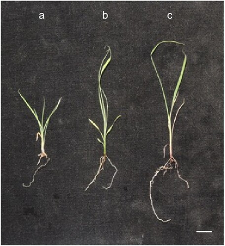 Figure 2. Miscanthus sinensis seedlings after inoculation test. (a) Seedlings in control, (b) seedlings inoculated with T. verruculosus, and (c) seedlings inoculated with P. fortinii. The white bar represents 1 cm.