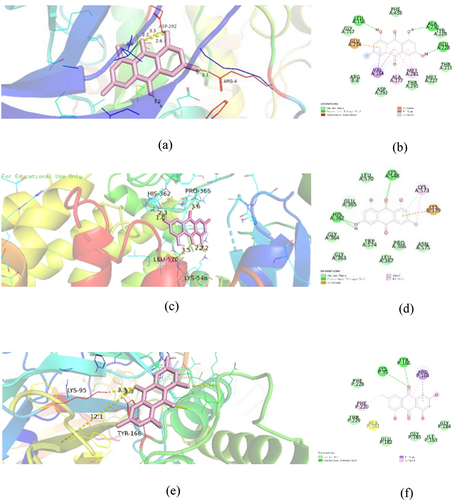 Figure 7. Docking models of emodin to symbol targets AKT1 (a), PI3K (b), and NFKB1 (c) in three-dimension. The emodin was shown in pink. All proteins are shown in ribbon model, and the color is red for amino acid codes. The hydrophobic interactions are displayed as yellow dashed lines. The two-dimension diagrams of AKT1 (d), PI3K (e), and NFKB1 (f) were shown.