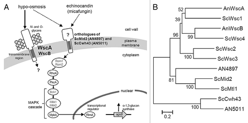 Figure 2. (A) A model for CWI signaling in A. nidulans in response to stress associated with micafungin and hypo-osmosis. Dotted lines indicate the unclear relationship derived from the results of this and our previous study.Citation7S. cerevisiae orthologs that have not been functionally characterized in A. nidulans (Rom1, Rom2, Bck1, Mkk1 and Mkk2) are indicated in gray. (B) Phylogenetic tree of putative A. nidulans and S. cerevisiae CWI sensor proteins. The tree was constructed using the neighbor-joining method based on alignment of the amino acid sequences. Bootstrap values are indicated at the tree roots (percentage of 1,000 bootstrap replicates that support the branch). The scale bar represents 0.2 substitutions per amino acid position. An, Aspergillus nidulans; Sc, Saccharomyces cerevisiae.