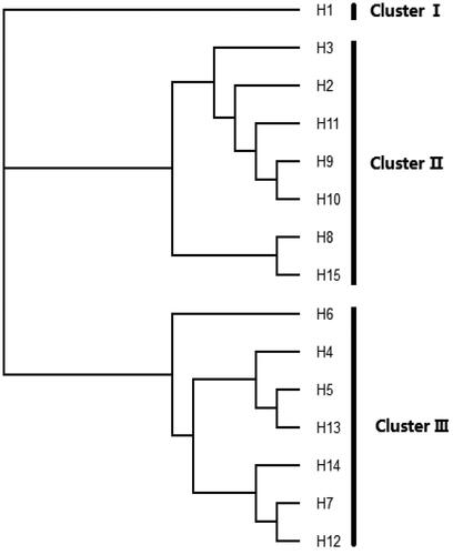 Figure 3. Divergence dating of fifteen cpDNA haplotypes in B. japonicus based on MP coalescence analysis.