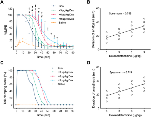 Figure 1 Dexmedetomidine prolongs lidocaine IVRA analgesia and anesthesia duration in a dose-dependent manner.