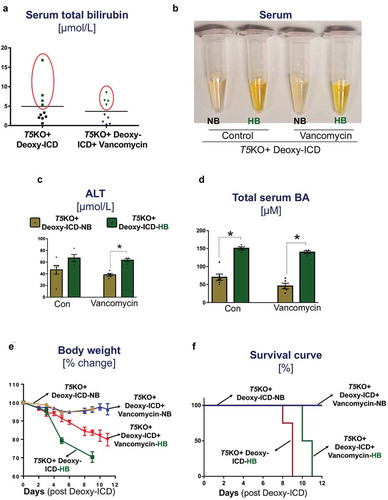 Figure 5. Supplementing ICD diet with deoxycholate induces mortality in hyperbilirubinemic mice with or without vancomycin treatment. Vancomycin-pretreated and control T5KO mice were maintained on ICD supplemented with deoxycholate (Deoxy-ICD) up to 11 days. (a–d) Serum samples were collected post-one week of Deoxy-ICD feeding and analyzed for (a) total bilirubin. Based on the total bilirubin level, mice were re-grouped into normal bilirubin (NB) and high bilirubin (HB). (b) The image displays the appearance of serum color. (c–d) Serum levels of (c) ALT, and (d) total bile acids. (e–f) Line graphs display the (e) percent loss in body weight and (f) percent survival. Data represent the mean ± SEM of two pooled group experiments; n = 10 for water control and n = 9 for vancomycin groups. *p < .05.