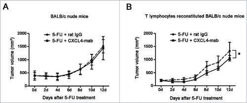 Figure 6. Inhibition of tumor regrowth after chemotherapy by CXCL4-mab is T lymphocyte dependent. (A) Tumor growth is presented in the tumor-bearing BALB/c nude mice. BALB/c nude mice were inoculated with 1×106 CT26 cells, and when the tumor size was about 400 mm3, CXCL4-mab (1 mg/kg) or rat IgG control (1 mg/kg) were injected after 5-FU (150 mg/kg) administration. n = 6 mice for the 5-FU+ rat IgG control group, and n = 7 mice for the 5-FU + CXCL4-mab group. (B) Tumor volume is presented in the T lymphocyte reconstituted nude mice. BALB/c nude mice were injected through tail vein with 1×107 lymphocytes of the BALB/c mice, once a week for 3 weeks. 1×106 CT 26 cells were transplanted at day 3 after the last injection of lymphocytes. When the tumor volume reached 200 mm3, 5-FU (150 mg/kg) plus CXCL4mab (1 mg/kg) or rat IgG control (1 mg/kg) was given. A week later, the CXCL4-mab and the control (1 mg/kg) were given again. n = 8 mice per group. *P < 0.05 vs. 5-FU+ rat IgG group.